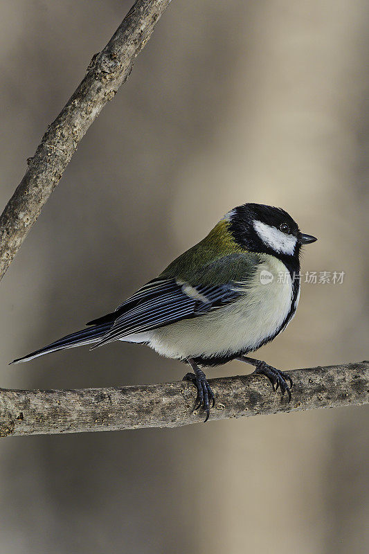 日本山雀(Parus minor)，也被称为东方山雀，是一种雀形目鸟类，取代了类似的大山雀在日本。山雀科，山雀科。日本北海道岛草沙罗湖附近。